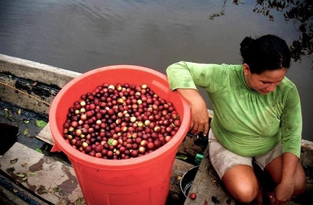 Что такое ягода каму-каму и чем она полезна для человека?