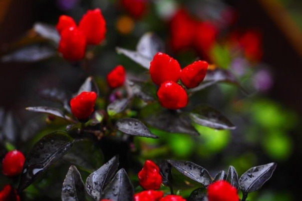 ТОП-3 полезных свойств капсаицина