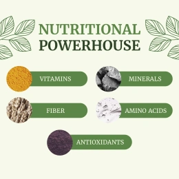 Nobi Nutrition, чистая моринга, 5000 мг, 60 капсул