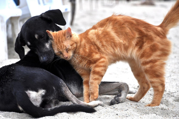 Лучшие пищевые добавки для питомцев