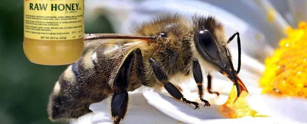 Ужален пчелой? Не паникуйте! 5 проверенных способов справиться с неприятностями