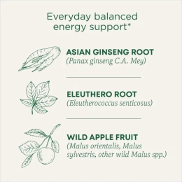 Traditional Medicinals, Organic Stress Ease® Focus, женьшень, дикое яблоко и мята, без кофеина, 16 чайных пакетиков в упаковке, 28 г (0,99 унции)