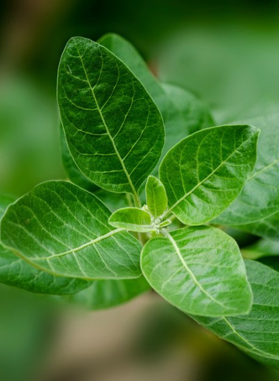 Ашваганда: что это, как принимать, польза и вред?