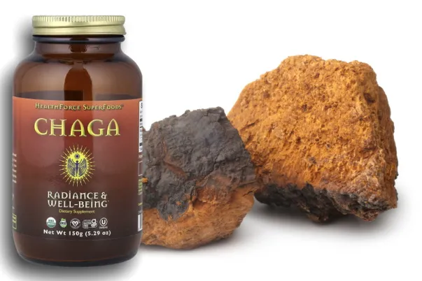 Как правильно заваривать и пить гриб чага: лучшие способы и рекомендации